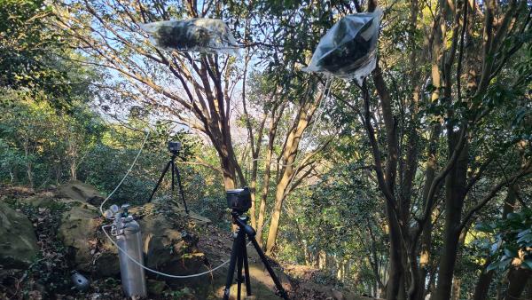 전남 난대숲, 겨울에도 피톤치드 다량으로 뿜어낸다_3